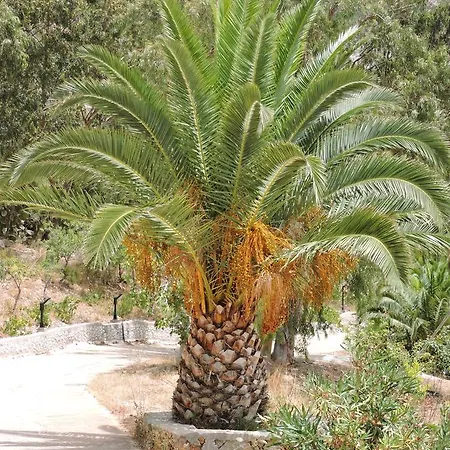 Pine Tree * Adia
